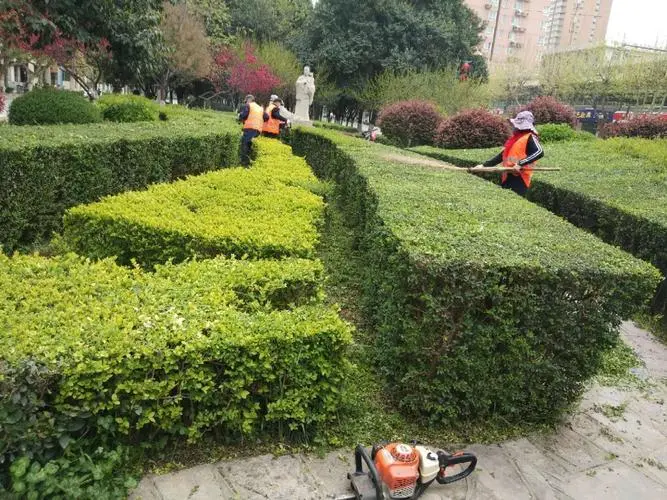 扬中园林绿化草坪批发市场