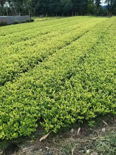 辉县瑞城中苑绿化工程